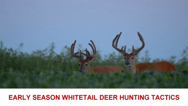 early season whitetail deer hunting tactics