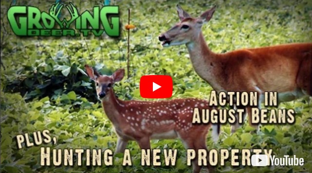 hunting
                  whitetail deer on a new property
