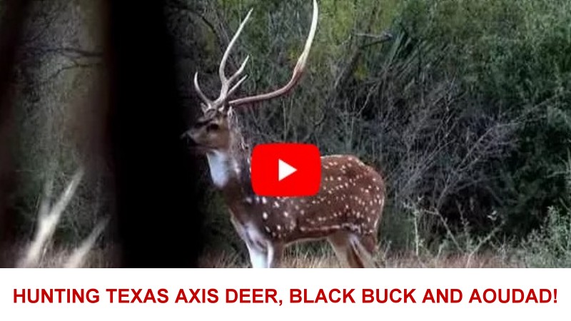 hunting texas axis deer, black buck and aoudad