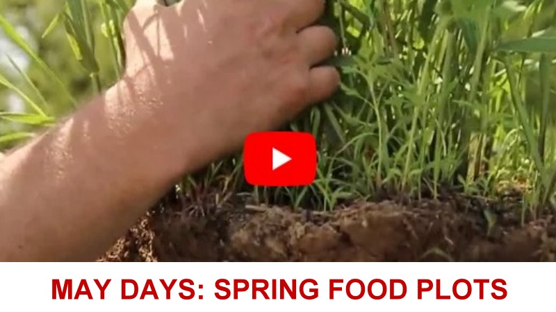 May Days:
                  Spring Food Plots